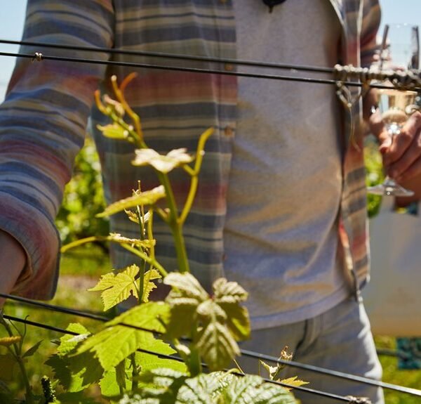 premium vineyard wine tours