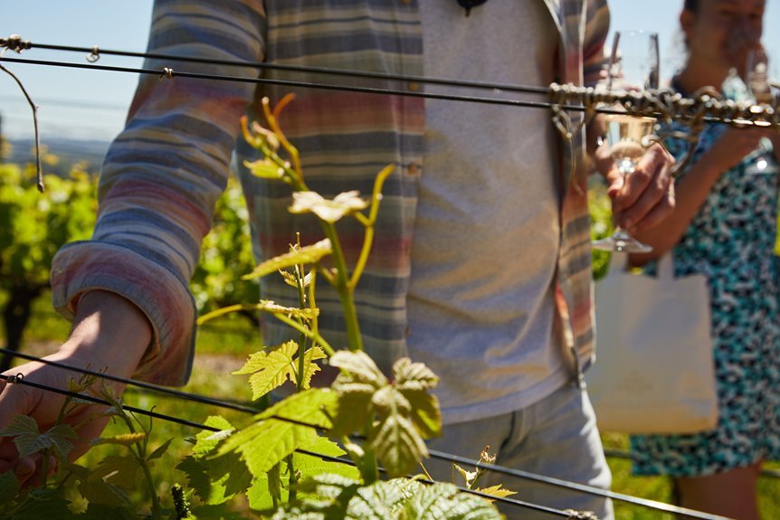 premium vineyard wine tours